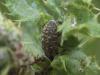 Larinus sp.